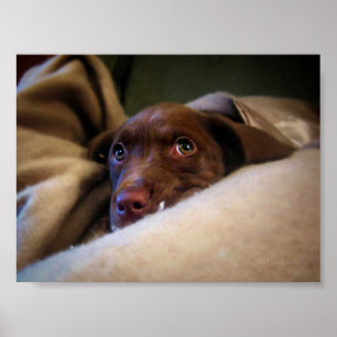 Sad Chocolate Labrador Pittie Welpenhund Poster
