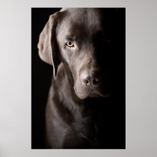 Sad Chocolate Labrador Puppy Poster