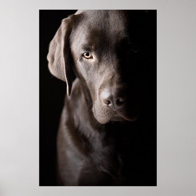 Sad Chocolate Labrador Puppy Poster (Vorne)