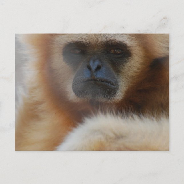 Sad Gibbon Postcard Postkarte (Vorderseite)