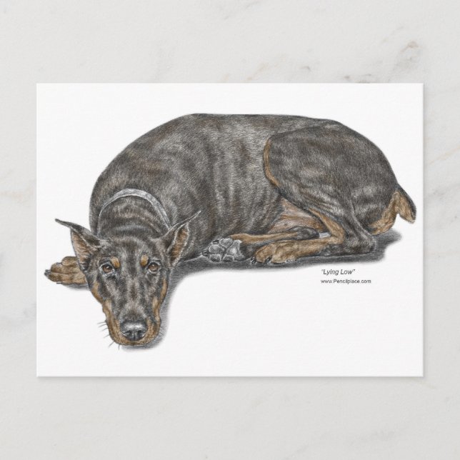 Sad Guilty Looking Doberman Postkarte (Vorderseite)
