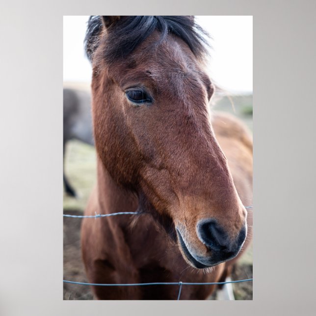 SAD HORSE POSTER (Vorne)