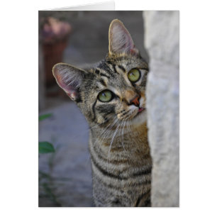 Sad Kitty (bengalische Katze)