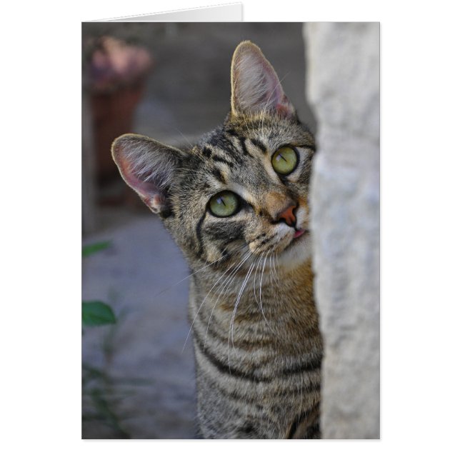 Sad Kitty (bengalische Katze) (Vorne)