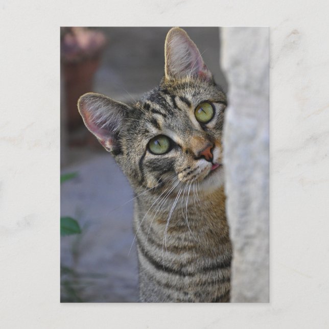 Sad Kitty (bengalische Katze) Postkarte (Vorderseite)