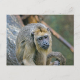 Sad Looking Howler Monkey Postkarte