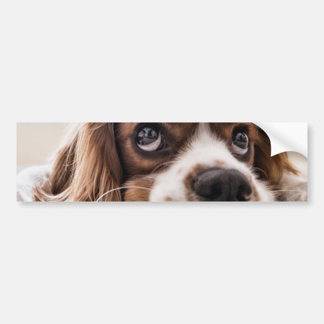 Sad-Mit Augen Cocker Spanierhund Autoaufkleber (Vorne)