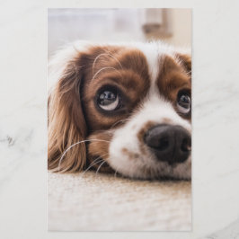 Sad-Mit Augen Cocker Spanierhund Briefpapier
