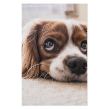 Sad-Mit Augen Cocker Spanierhund