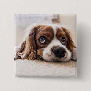 Sad-Mit Augen Cocker Spanierhund Button