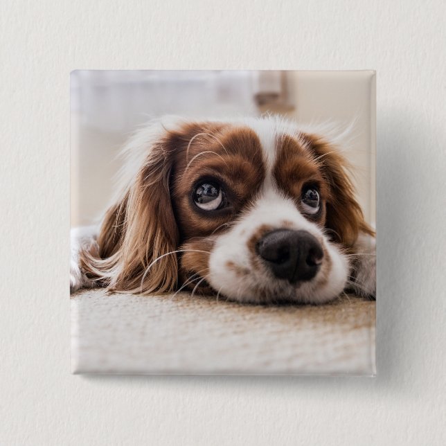 Sad-Mit Augen Cocker Spanierhund Button (Vorderseite)