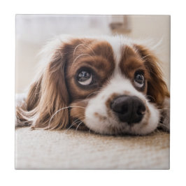 Sad-Mit Augen Cocker Spanierhund Fliese
