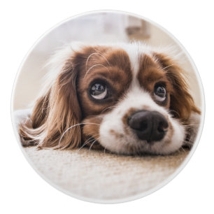 Sad-Mit Augen Cocker Spanierhund Keramikknauf