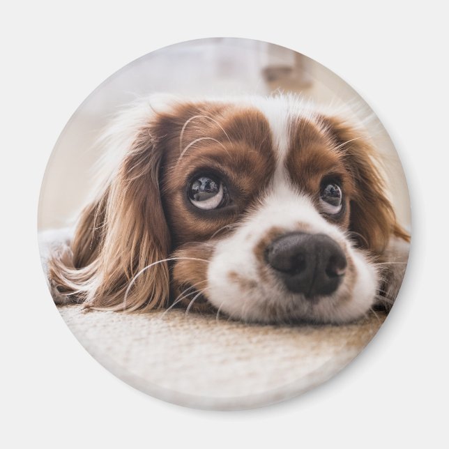 Sad-Mit Augen Cocker Spanierhund Magnet (Vorne)