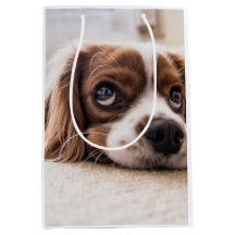 Sad-Mit Augen Cocker Spanierhund