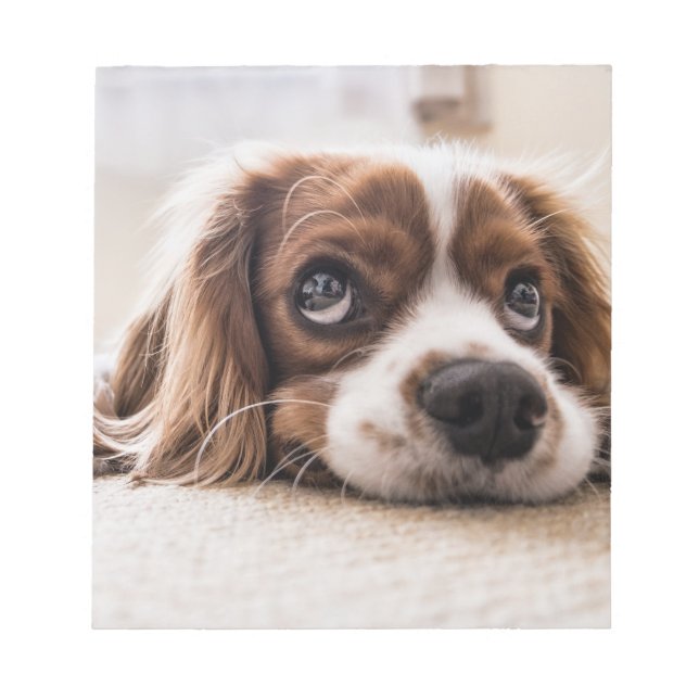 Sad-Mit Augen Cocker Spanierhund Notizblock (Vorderseite)
