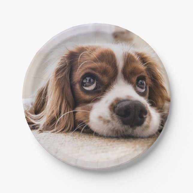 Sad-Mit Augen Cocker Spanierhund Pappteller (Vorderseite)