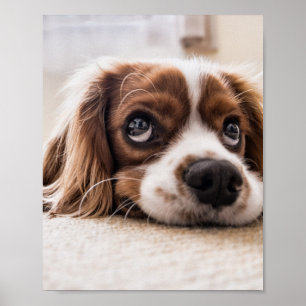 Sad-Mit Augen Cocker Spanierhund Poster