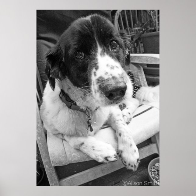 Sad Puppy Poster (Vorne)