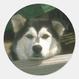 Sad Puppy Runder Aufkleber