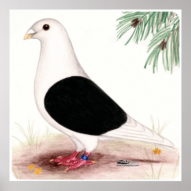 Saddle Homer Pigeon Poster (Vorne)