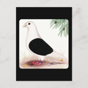 Saddle Homer Pigeon Postkarte
