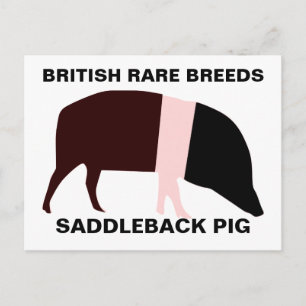 Saddleback Pig individuell anpassbare Postkarte