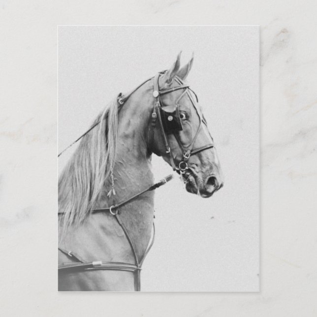 Saddlebred Feinanspannung Postkarte (Vorderseite)