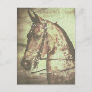 Saddlebred Pferd Postkarte