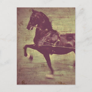 Saddlebred Song Postkarte