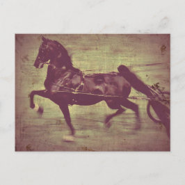 Saddlebred Song Postkarte