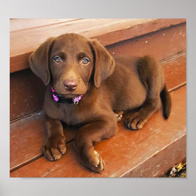 Sadie the Chocolate Labradoodle Poster (Vorne)