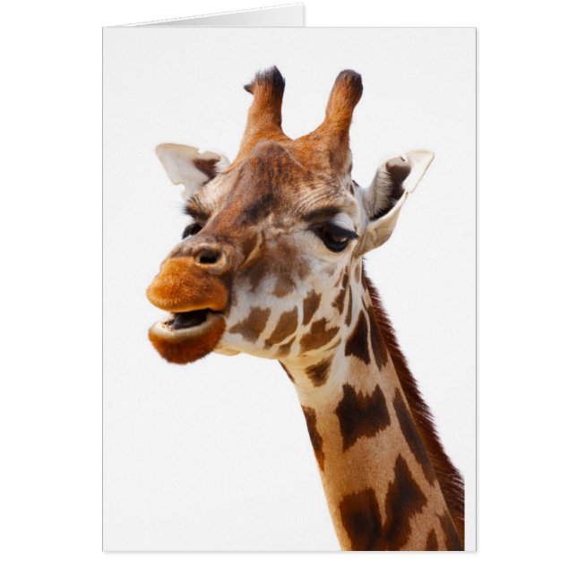 Safari Africa Jungle Giraffe (Vorne)