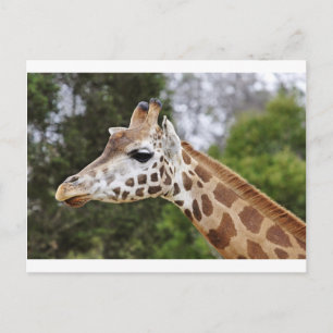 Safari Africa Mod Chic Classy Destiny Giraffe Postkarte