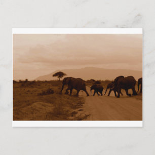Safari Africa Niedlich Adorable Destinable Elephan Postkarte