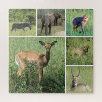 Safari Afrika