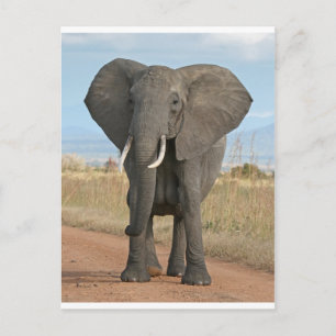 Safari Afrikanischer Dschungel Schicksal Tiere Ele Postkarte