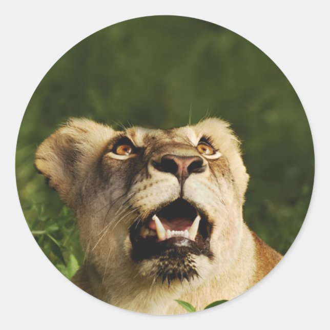Safari-Aufkleber für Löwen Runder Aufkleber (Vorderseite)