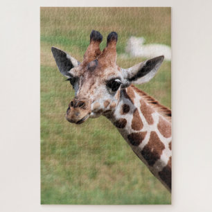 Safari in Des Moines Puzzle