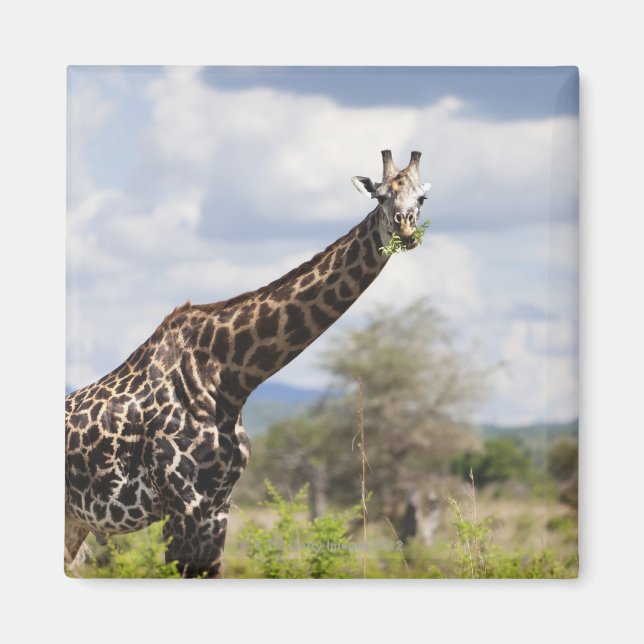 Safari in Tansania, Afrika Magnet (Vorne)