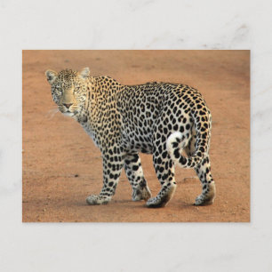 Safari Leopard rückwärts bei Ihnen Postkarte