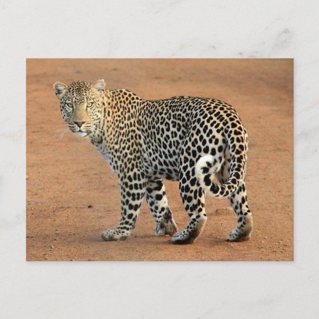 Safari Leopard rückwärts bei Ihnen Postkarte (Vorderseite)
