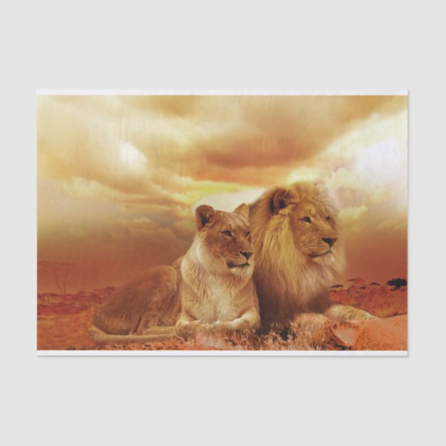 Safari Löwe-Papiertaschentuch Seidenpapier (Vorderseite)