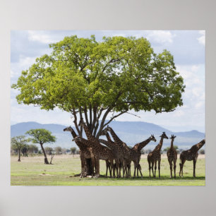 Safari   Mikumi National Park, Tansania Poster