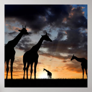 Safari-Wildtiergiraffe Silhouette Poster