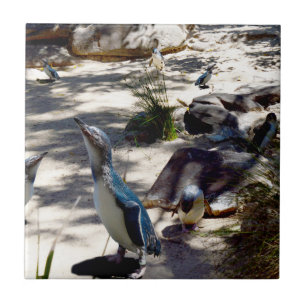 Safe Haven: Fairy Pinguin Paradise, Fliese