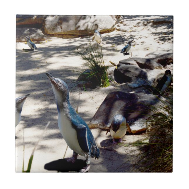 Safe Haven: Fairy Pinguin Paradise, Fliese (Vorderseite)