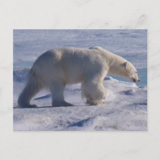 Safe the Polar bears! Postkarte
