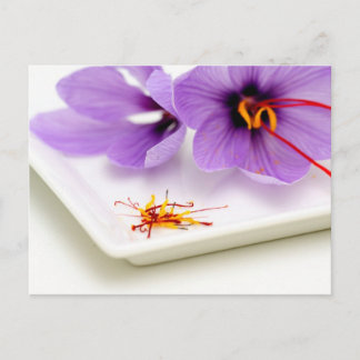 Saffron Blume Postkarte