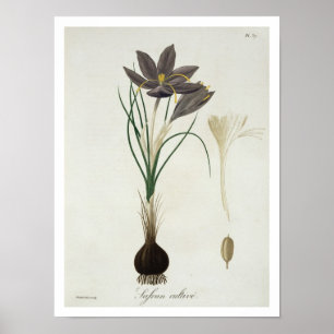 Saffron Crocus von "Phytographie Medicale" von Jos Poster
